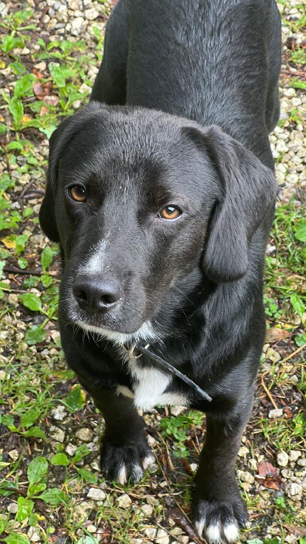 💛 Bruno – Un Cucciolo Speciale In Cerca Di Casa 💛